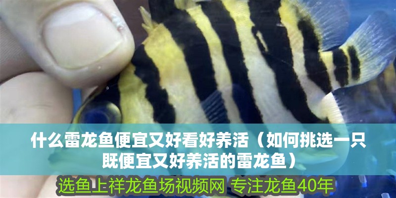 什么雷龍魚便宜又好看好養(yǎng)活（如何挑選一只既便宜又好養(yǎng)活的雷龍魚）