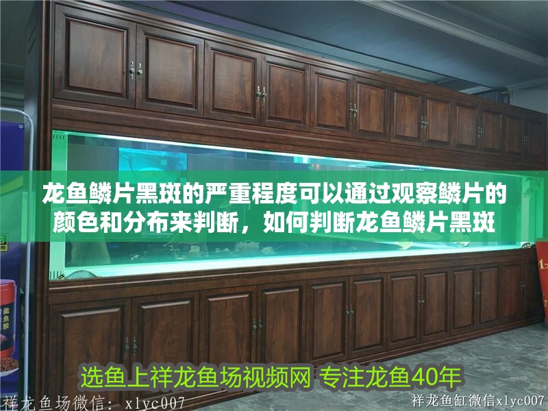 龍魚鱗片黑斑的嚴重程度可以通過觀察鱗片的顏色和分布來判斷，如何判斷龍魚鱗片黑斑