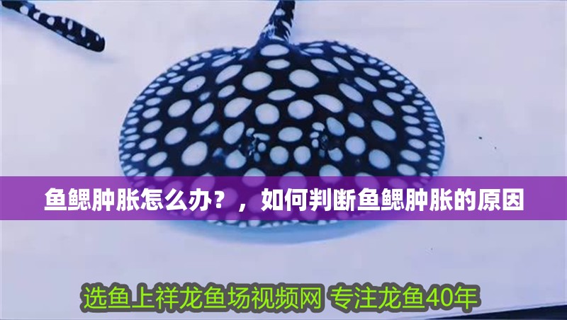 魚鰓腫脹怎么辦？，如何判斷魚鰓腫脹的原因
