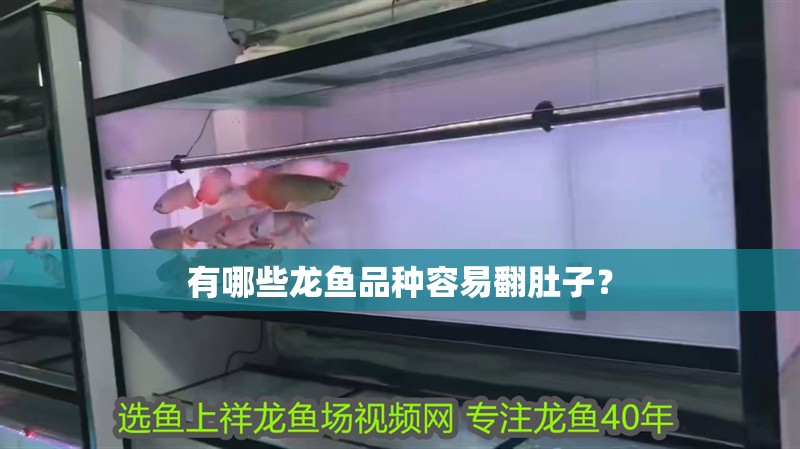 有哪些龍魚品種容易翻肚子？