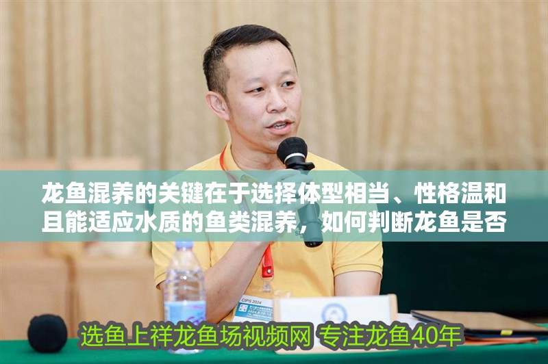 龍魚混養(yǎng)的關鍵在于選擇體型相當、性格溫和且能適應水質的魚類混養(yǎng)，如何判斷龍魚是否健康？