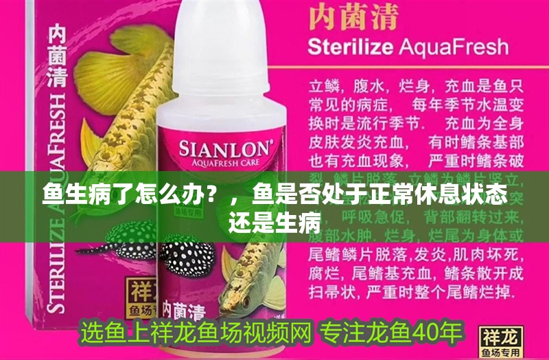 魚生病了怎么辦？，魚是否處于正常休息狀態(tài)還是生病
