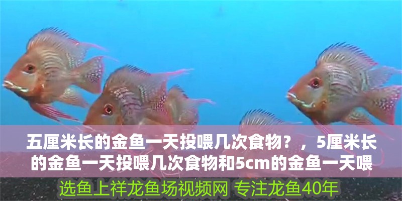 五厘米長的金魚一天投喂幾次食物？，5厘米長的金魚一天投喂幾次食物和5cm的金魚一天喂幾次