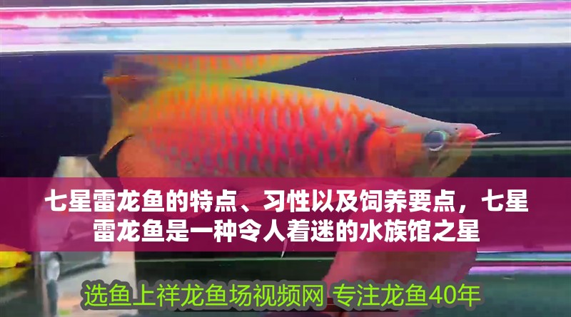 七星雷龍魚的特點、習性以及飼養要點，七星雷龍魚是一種令人著迷的水族館之星
