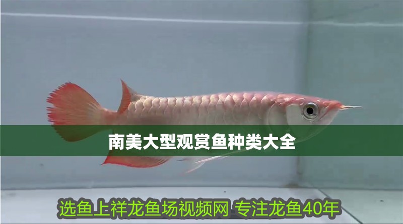 南美大型觀賞魚種類大全