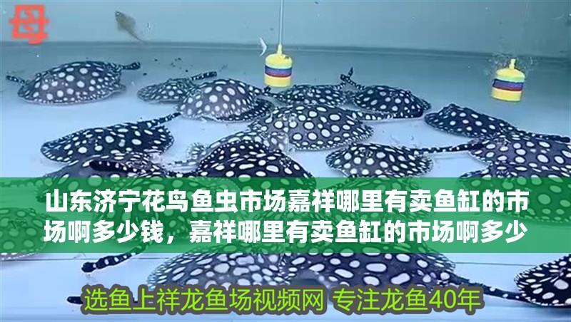 山東濟(jì)寧花鳥(niǎo)魚(yú)蟲(chóng)市場(chǎng)嘉祥哪里有賣(mài)魚(yú)缸的市場(chǎng)啊多少錢(qián)，嘉祥哪里有賣(mài)魚(yú)缸的市場(chǎng)啊多少錢(qián)
