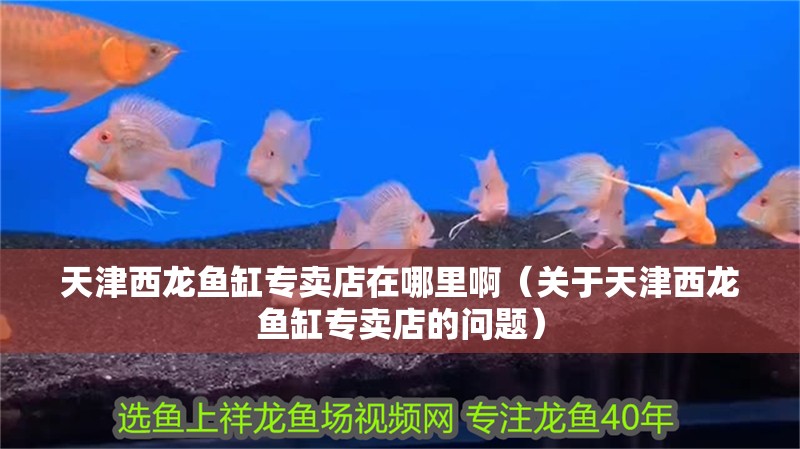 天津西龍魚缸專賣店在哪里啊（關(guān)于天津西龍魚缸專賣店的問題）
