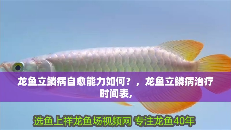 龍魚立鱗病自愈能力如何？，龍魚立鱗病治療時間表,