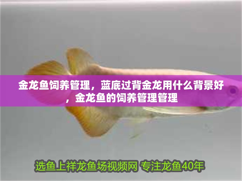 金龍魚飼養管理，藍底過背金龍用什么背景好，金龍魚的飼養管理管理