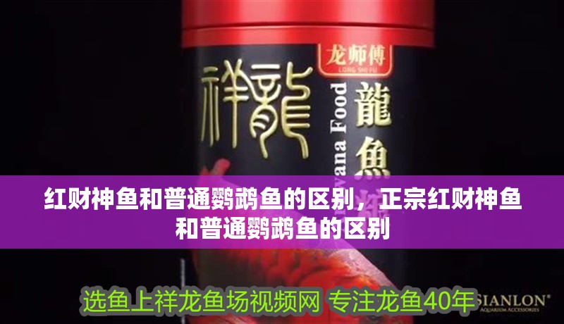 紅財神魚和普通鸚鵡魚的區別，正宗紅財神魚和普通鸚鵡魚的區別