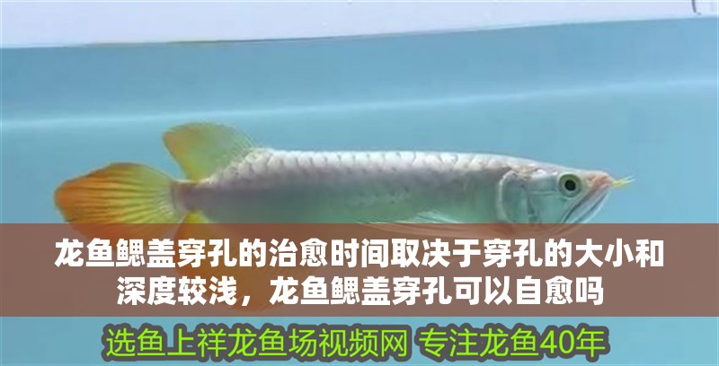 龍魚鰓蓋穿孔的治愈時間取決于穿孔的大小和深度較淺，龍魚鰓蓋穿孔可以自愈嗎