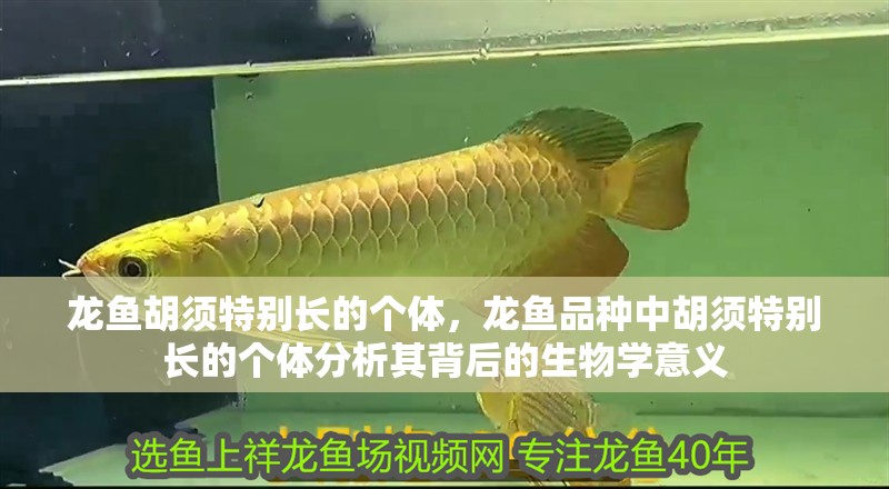 龍魚胡須特別長的個體，龍魚品種中胡須特別長的個體分析其背后的生物學意義