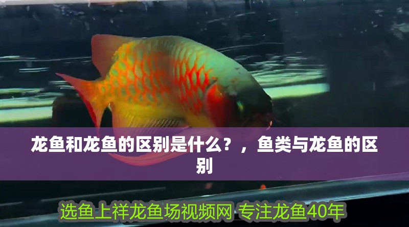 龍魚和龍魚的區別是什么？，魚類與龍魚的區別