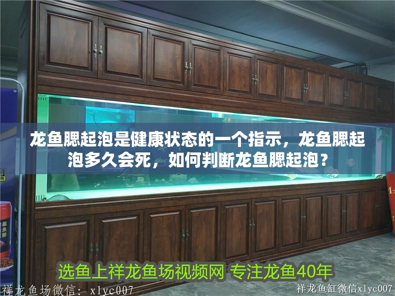 龍魚腮起泡是健康狀態的一個指示，龍魚腮起泡多久會死，如何判斷龍魚腮起泡？