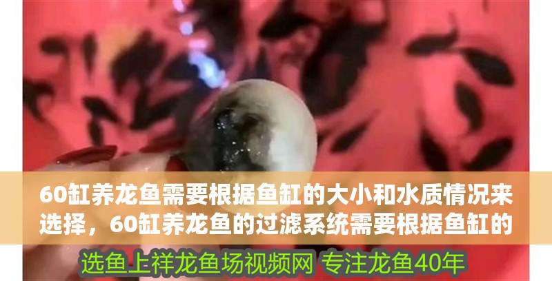 60缸養龍魚需要根據魚缸的大小和水質情況來選擇，60缸養龍魚的過濾系統需要根據魚缸的大小和水質情況來選擇