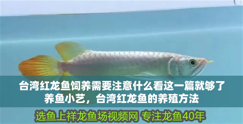 臺(tái)灣紅龍魚飼養(yǎng)需要注意什么看這一篇就夠了養(yǎng)魚小藝，臺(tái)灣紅龍魚的養(yǎng)殖方法