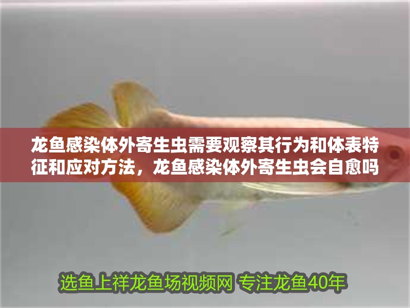 龍魚感染體外寄生蟲需要觀察其行為和體表特征和應(yīng)對方法，龍魚感染體外寄生蟲會自愈嗎？