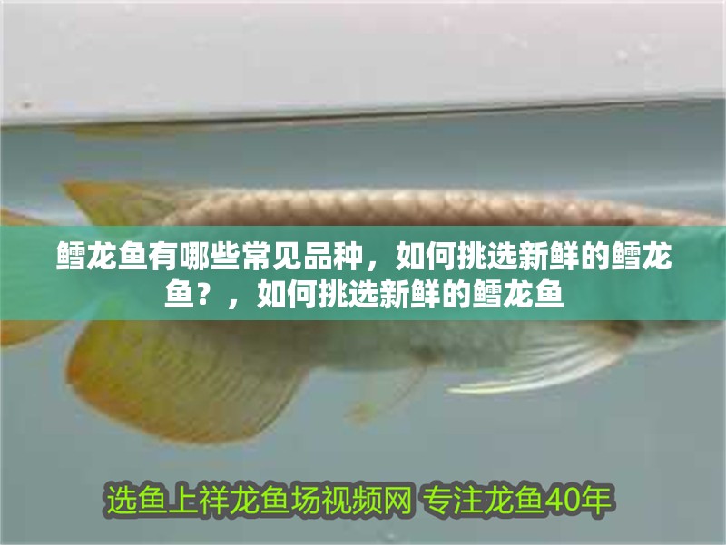 鱈龍魚有哪些常見品種，如何挑選新鮮的鱈龍魚？，如何挑選新鮮的鱈龍魚