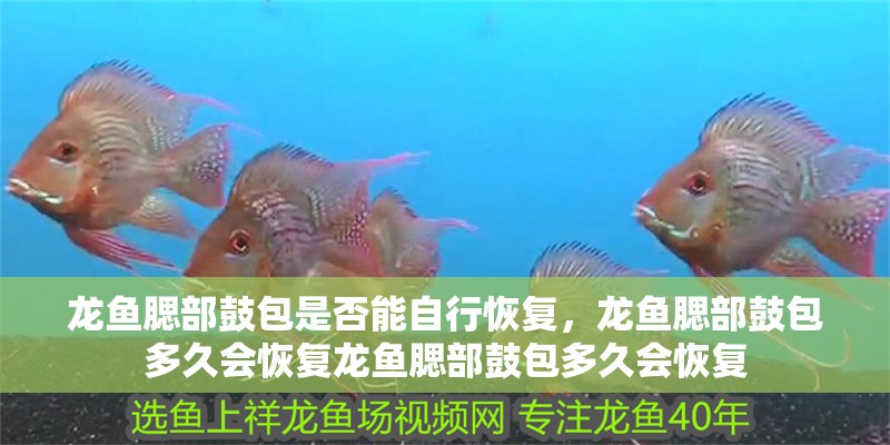 龍魚腮部鼓包是否能自行恢復(fù)，龍魚腮部鼓包多久會恢復(fù)龍魚腮部鼓包多久會恢復(fù)