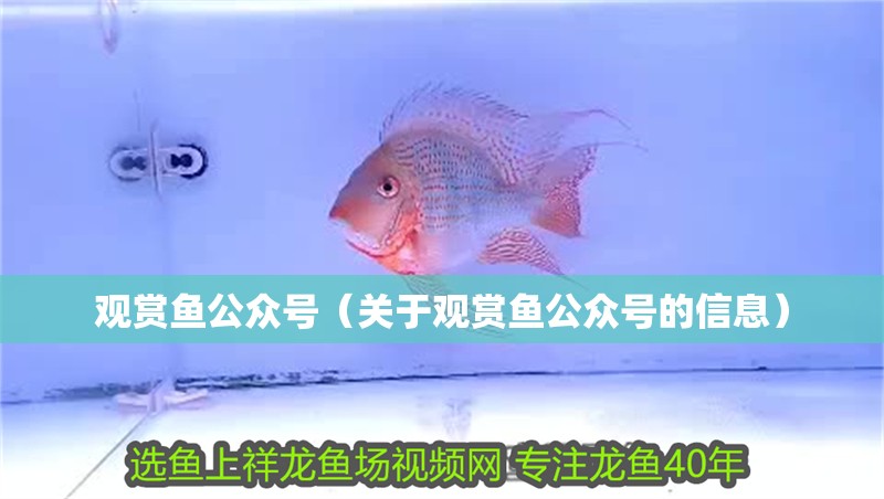 觀賞魚公眾號（關于觀賞魚公眾號的信息）