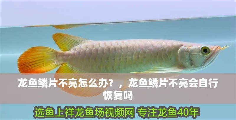 龍魚鱗片不亮怎么辦？，龍魚鱗片不亮會自行恢復嗎