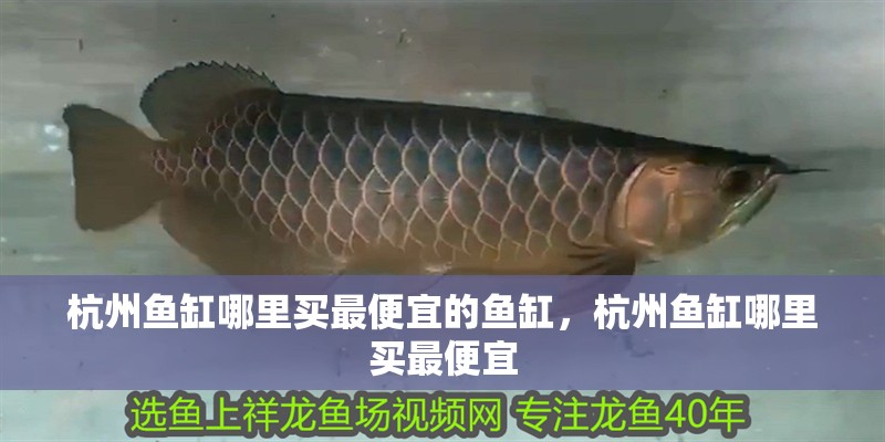 杭州魚缸哪里買最便宜的魚缸，杭州魚缸哪里買最便宜