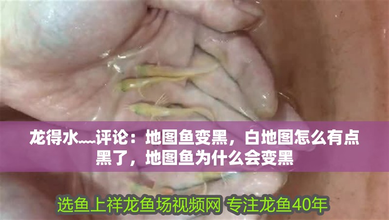 龍得水﹏評論：地圖魚變黑，白地圖怎么有點黑了，地圖魚為什么會變黑