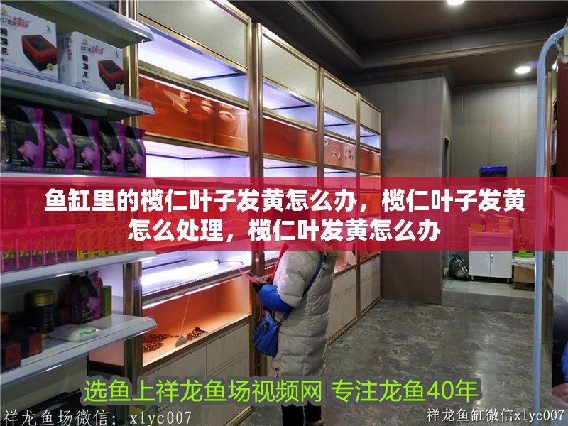 魚缸里的欖仁葉子發黃怎么辦，欖仁葉子發黃怎么處理，欖仁葉發黃怎么辦