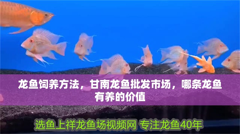 龍魚飼養(yǎng)方法，甘南龍魚批發(fā)市場，哪條龍魚有養(yǎng)的價值