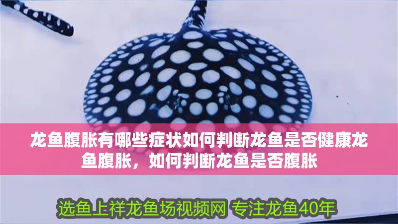 龍魚腹脹有哪些癥狀如何判斷龍魚是否健康龍魚腹脹，如何判斷龍魚是否腹脹