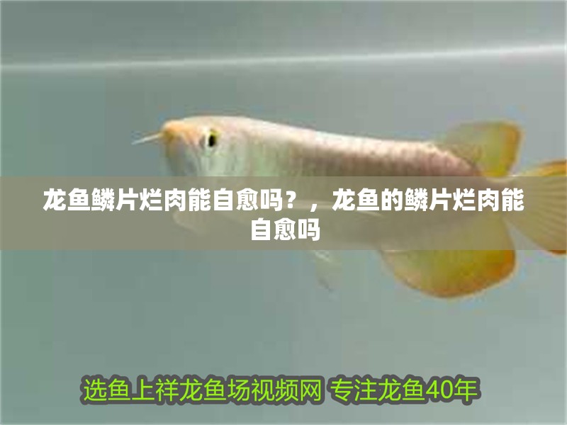 龍魚鱗片爛肉能自愈嗎？，龍魚的鱗片爛肉能自愈嗎