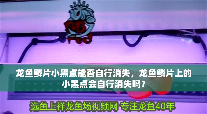 龍魚鱗片小黑點(diǎn)能否自行消失，龍魚鱗片上的小黑點(diǎn)會自行消失嗎？