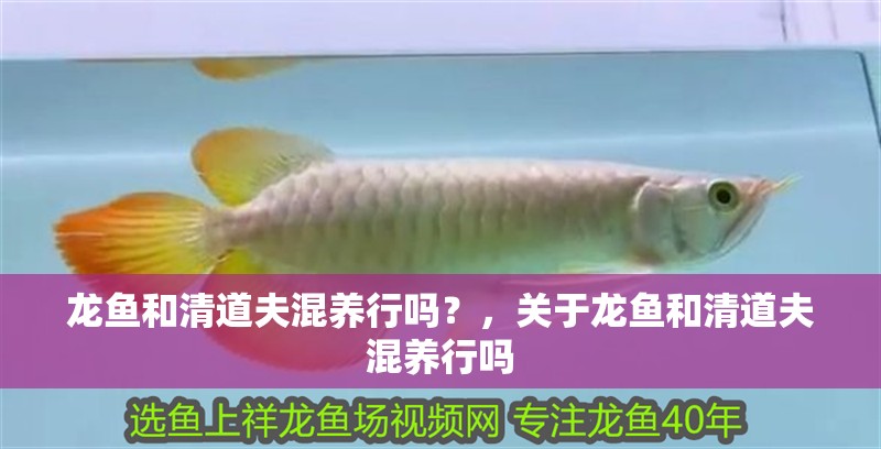 龍魚和清道夫混養(yǎng)行嗎？，關(guān)于龍魚和清道夫混養(yǎng)行嗎