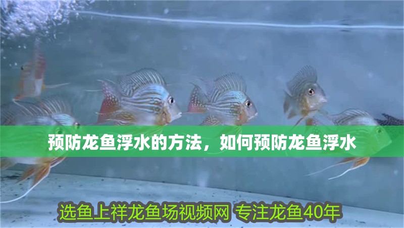 預防龍魚浮水的方法，如何預防龍魚浮水