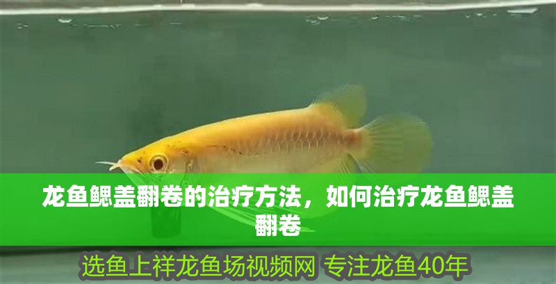 龍魚鰓蓋翻卷的治療方法，如何治療龍魚鰓蓋翻卷