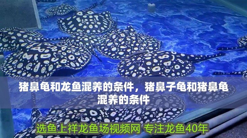 豬鼻龜和龍魚混養(yǎng)的條件，豬鼻子龜和豬鼻龜混養(yǎng)的條件