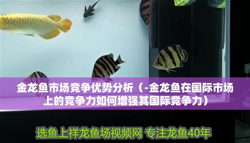 金龍魚市場競爭優勢分析（-金龍魚在國際市場上的競爭力如何增強其國際競爭力）