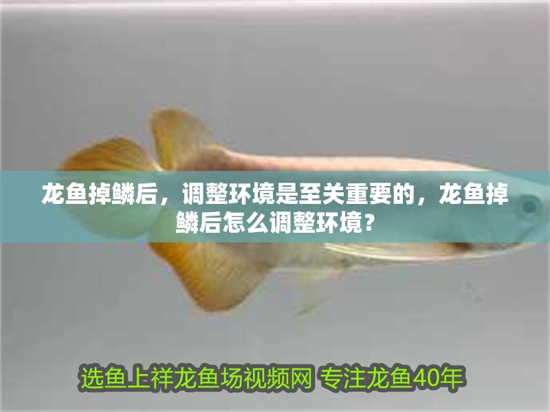 龍魚掉鱗后，調整環(huán)境是至關重要的，龍魚掉鱗后怎么調整環(huán)境？