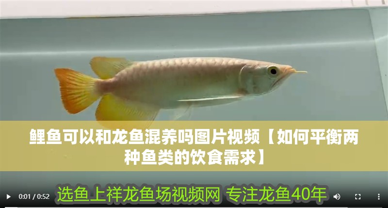 鯉魚可以和龍魚混養嗎圖片視頻【如何平衡兩種魚類的飲食需求】