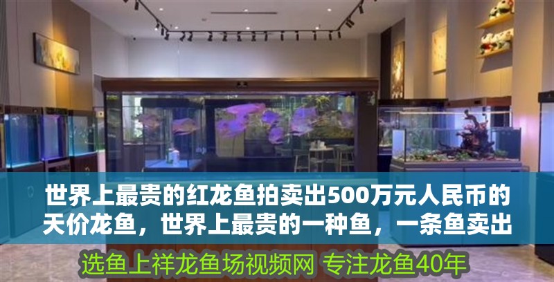 世界上最貴的紅龍魚拍賣出500萬元人民幣的天價龍魚，世界上最貴的一種魚，一條魚賣出了500萬元人民幣