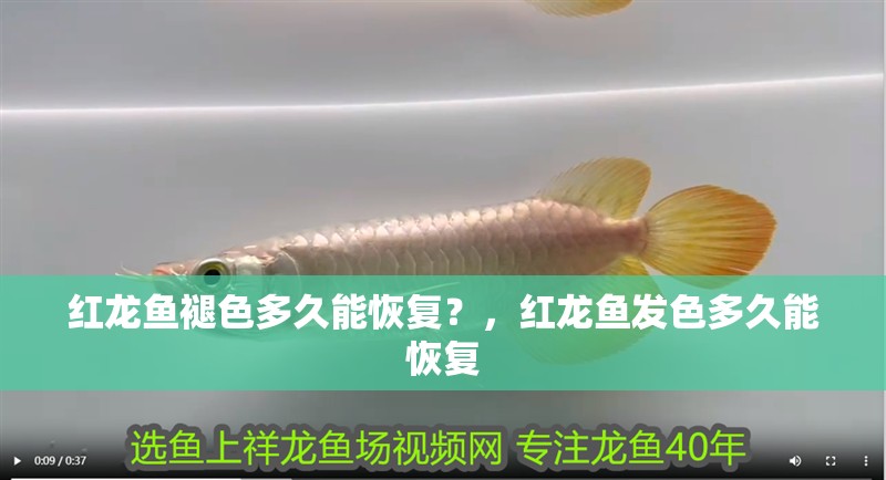 紅龍魚褪色多久能恢復(fù)？，紅龍魚發(fā)色多久能恢復(fù)