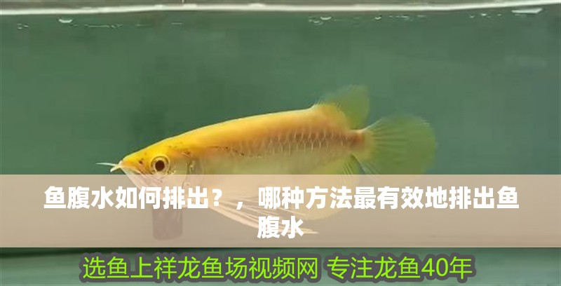 魚腹水如何排出？，哪種方法最有效地排出魚腹水