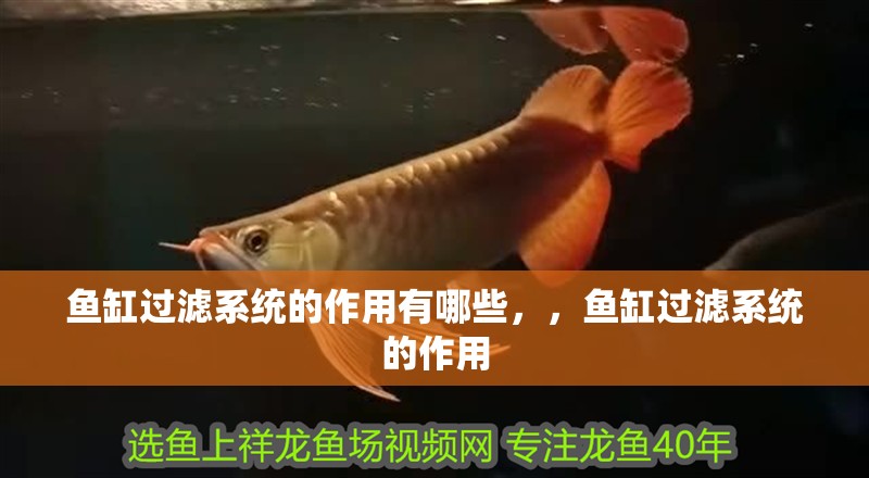 魚缸過濾系統的作用有哪些，，魚缸過濾系統的作用