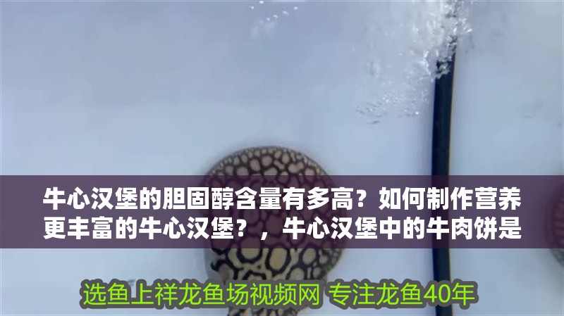 牛心漢堡的膽固醇含量有多高？如何制作營(yíng)養(yǎng)更豐富的牛心漢堡？，牛心漢堡中的牛肉餅是蛋白質(zhì)的重要來(lái)源，營(yíng)養(yǎng)價(jià)值卻常常被忽視