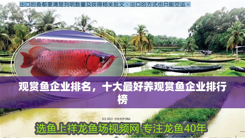 觀賞魚企業(yè)排名，十大最好養(yǎng)觀賞魚企業(yè)排行榜