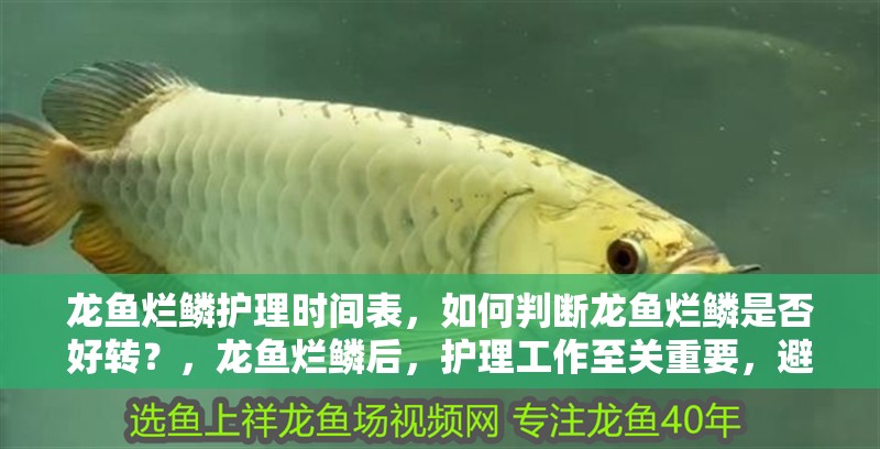龍魚爛鱗護理時間表，如何判斷龍魚爛鱗是否好轉？，龍魚爛鱗后，護理工作至關重要，避免傳染給其他健康魚類