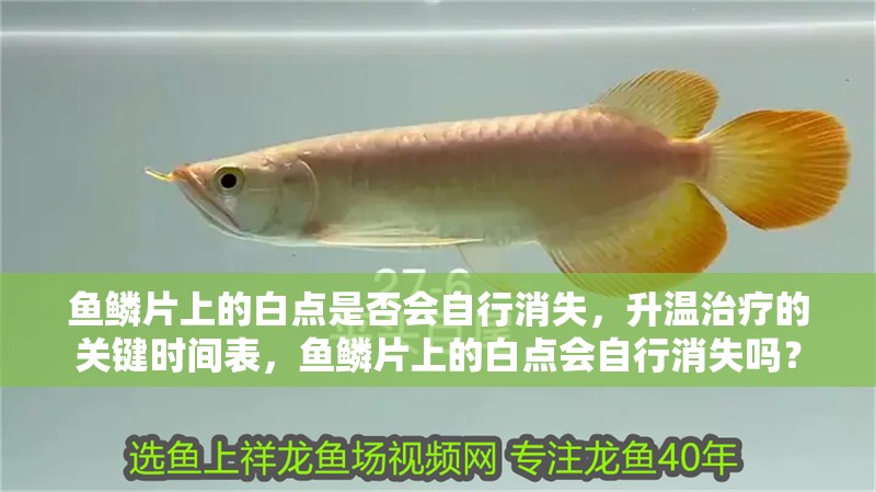 魚鱗片上的白點是否會自行消失，升溫治療的關(guān)鍵時間表，魚鱗片上的白點會自行消失嗎？