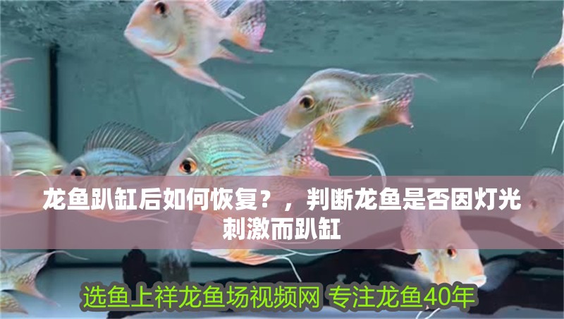龍魚趴缸后如何恢復？，判斷龍魚是否因燈光刺激而趴缸
