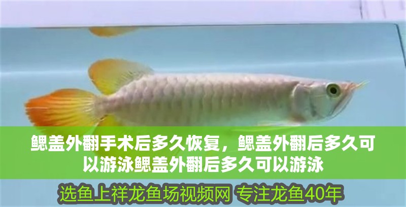 鰓蓋外翻手術(shù)后多久恢復，鰓蓋外翻后多久可以游泳鰓蓋外翻后多久可以游泳