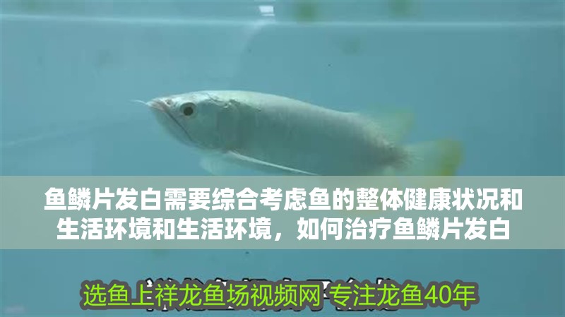 魚鱗片發白需要綜合考慮魚的整體健康狀況和生活環境和生活環境，如何治療魚鱗片發白